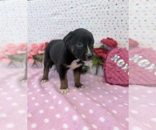 Medium Photo #1 Australian Shepherd-German Shepherd Dog Mix Puppy For Sale in Lakewood, CO, USA