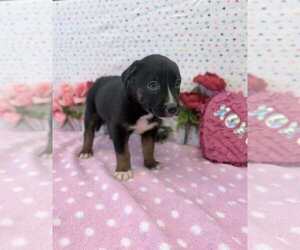 Australian Shepherd-German Shepherd Dog Mix Dogs for adoption in Lakewood, CO, USA