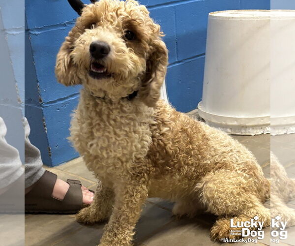 Medium Photo #1 Mutt Puppy For Sale in Washington, DC, USA