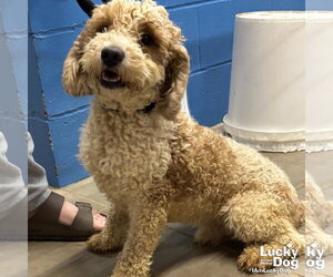 Mutt Dogs for adoption in Washington, DC, USA