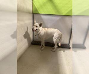 Siberian Husky Dogs for adoption in Bakersfield, CA, USA