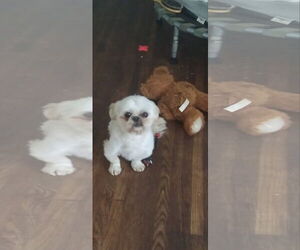 Shih Tzu Dogs for adoption in Dumont, NJ, USA