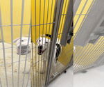 Small #5 American Bulldog