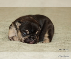 French Bulldog Puppy for Sale in WINNSBORO, Texas USA