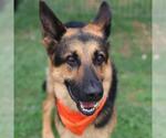 Small German Shepherd Dog Mix