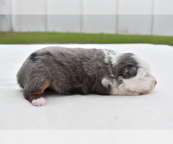 Medium Photo #3 Miniature Australian Shepherd Puppy For Sale in PALM COAST, FL, USA
