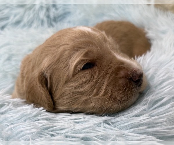 Medium Photo #59 Goldendoodle Puppy For Sale in PIERSON, FL, USA