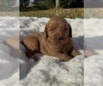 Puppy 2 Goldendoodle (Miniature)