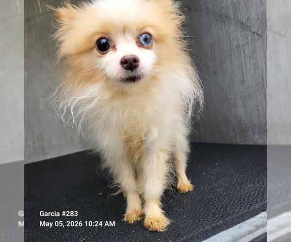 Medium Photo #1 Pomeranian-Unknown Mix Puppy For Sale in San Antonio, TX, USA