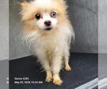 Small Pomeranian Mix
