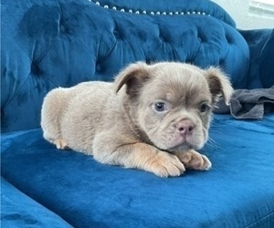 English Bulldog Puppy for sale in AGOURA HILLS, CA, USA