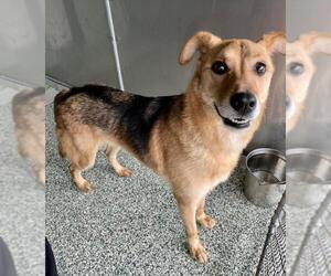 German Shepherd Dog-Unknown Mix Dogs for adoption in Salisbury, NC, USA