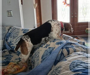 Theresa - Female Beagle Dog for Adoption - Photo #12