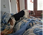 Small Photo #12 Beagle Puppy For Sale in Dunnellon, FL, USA