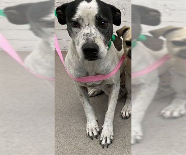 Medium Photo #1 American Pit Bull Terrier-Unknown Mix Puppy For Sale in San Bernardino, CA, USA