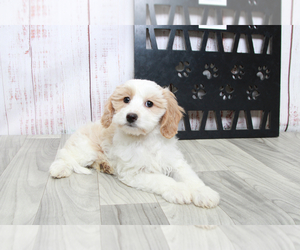 Cavapoo Puppy for sale in MARIETTA, GA, USA