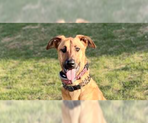 Doberman Pinscher-Unknown Mix Dogs for adoption in Imlay City, MI, USA