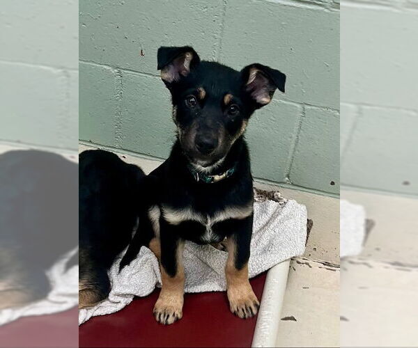 Medium Photo #2 Mutt Puppy For Sale in Webster, WI, USA