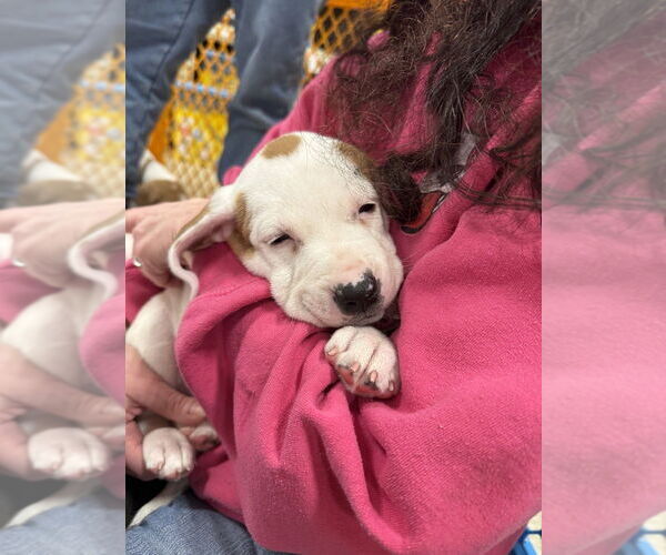 Medium Photo #3 American Staffordshire Terrier-Unknown Mix Puppy For Sale in Wenonah, NJ, USA