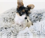 Puppy Puppy 1 Yorkshire Terrier
