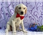 Small #3 Labrador Retriever