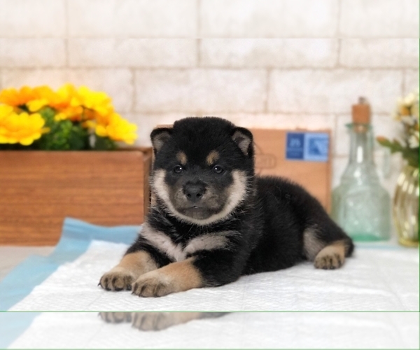 Medium Photo #8 Shiba Inu Puppy For Sale in SAN DIEGO, CA, USA