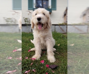 Doodle-Labradoodle Mix Puppy for sale in EAST LONGMEADOW, MA, USA