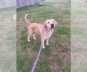 Labrador Retriever-Unknown Mix Dogs for adoption in Abbeville, LA, USA
