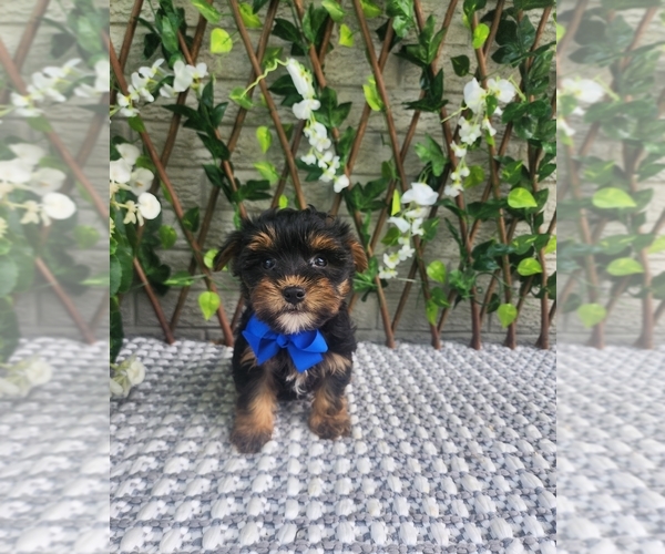Medium Photo #4 Morkie Puppy For Sale in INDIANAPOLIS, IN, USA