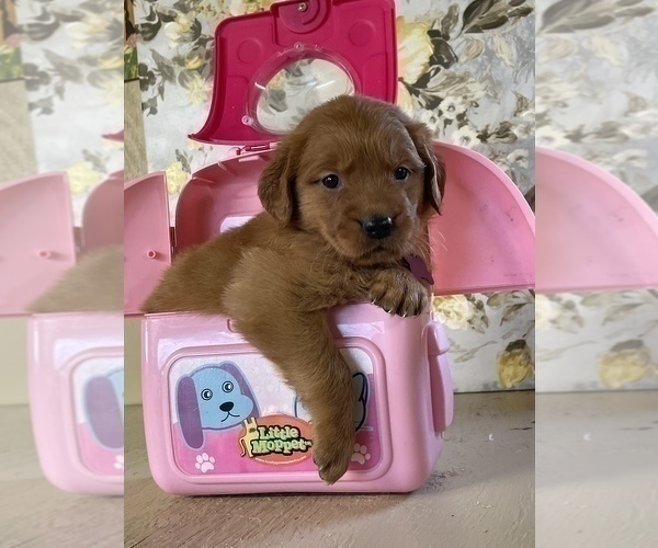 Medium Photo #8 Golden Retriever Puppy For Sale in AMITY, AR, USA