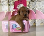 Small Photo #8 Golden Retriever Puppy For Sale in AMITY, AR, USA