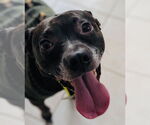 Small #10 American Pit Bull Terrier Mix