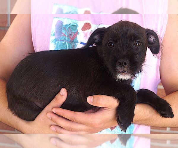 Medium Photo #2 Care-Tzu Puppy For Sale in Carrollton, TX, USA