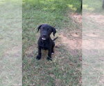 Small Labrador Retriever Mix