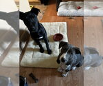 Small #3 Labrador Retriever Mix