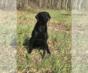 Labrador Retriever Puppy for sale in N SAINT PAUL, MN, USA