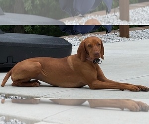 Mother of the Vizsla puppies born on 10/20/2025