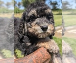 Small Photo #24 Bernedoodle-Golden Mountain Dog Mix Puppy For Sale in DAVIS, CA, USA