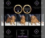 Puppy Rocket F1B Cavapoo