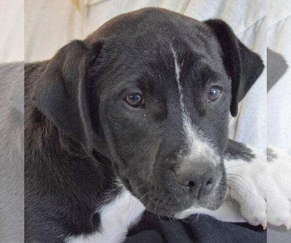 Medium Photo #5 American Staffordshire Terrier-Labrador Retriever Mix Puppy For Sale in Huntley, IL, USA