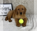 Small #2 Golden Retriever