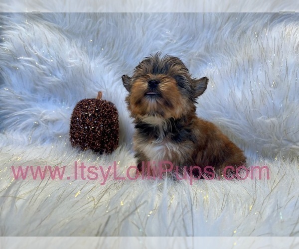 Medium Photo #22 Yorkshire Terrier Puppy For Sale in HAYWARD, CA, USA