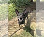 Small German Shepherd Dog