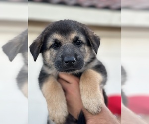 German Shepherd Dog Puppy for sale in HANFORD, CA, USA