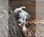 Puppy Cloud Australian Cattle Dog