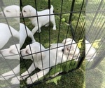 Small Photo #9 Labrador Retriever Puppy For Sale in GAFFNEY, SC, USA