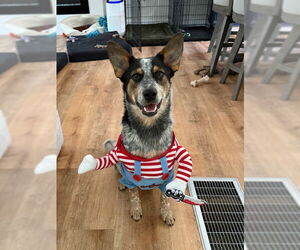 Mutt Dogs for adoption in Garden City, NY, USA