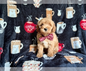 Goldendoodle (Miniature) Puppy for sale in LAKELAND, FL, USA