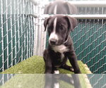 Small Labrador Retriever Mix