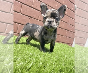 French Bulldog Puppy for sale in LAS VEGAS, NV, USA